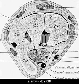 . L'anatomie de l'animaux domestiques . Anatomie vétérinaire. Accessorio rayon radial-lig. Accessorio-uhiar lig. 'T ligament latéral lig Vérifier Acccssorio-métacarpiennes lig. Volar profonde arcli os métacarpien latéral du ligament suspenseur Fig. ofj9.âDeep La dissection de carpe Droit de cheval ; vue postérieure. 1, l'os carpien Radial ; 3, l'os carpien accessoire ; 3, deuxième os du carpe. (Après Schmaltz, d'Atlas. Anat. d. Pferdea.) capsule articulaire du tendon long exteyisor latéral du ligament latéral du tendon, ulnaris lateralis Direction générale de superficiel du nerf cubital. Tendon du muscle extenseur radial eiirpi tendon du muscle extenseur de l'â Banque D'Images