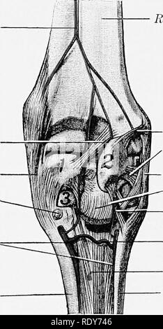 . L'anatomie de l'animaux domestiques . Anatomie vétérinaire. 656-SANG SYSTÈME VASCULAIRE DU CHEVAL sortant de l'espace qu'il émet à l'eaux-uhiaris lateralis et la petite interdsseous (artère récurrente A. interossea recurrens), qui monte sur le ArUry de rete carpi volare médial ligament Oblique lig. Première pierre du canal carpien palmaire profonde artères métacarpiennes métacarpien médial hone. Accessorio rayon radial-lig. Accessorio-uhiar lig. 'T- Acccssorio ligament latéral lig vérifier-métacarpiennes lig. Volar profonde arcli os métacarpien latéral du ligament suspenseur Fig. ofj9. de profondeur de dissection Banque D'Images