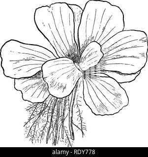 . Les familles de plantes à fleurs. Les plantes ; phanérogames marines. Les familles de plantes à fleurs. 39 Caladium est un genre dans lequel les feuilles sont très ornemental, étant variées dans des tons de rose, violet et vert. Les fleuristes vendent sous ce nom la pelouse commune plante appelée "Elephant's ear", qui appartient vraiment à l'Oolocasia genre tout à fait différent, et il est très important dans les tropiques. Il s'appelle taro, et est partout cultivée pour l'arrow-root ou produits par ses énormes racines. Une autre confusion de noms propres est d'être vu dans le cas de la calla de culture, qui se Banque D'Images