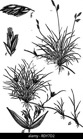 . Les familles de plantes à fleurs. Les plantes ; phanérogames marines. Supplément. Les familles de plantes à fleurs. T Par Charles Louis Pollaed. Chapitre IV. Pour Olumiflorae. Â Les graminées et carex. Ici sont probablement pas de deux familles de plantes à fleurs plus susceptibles d'être confondu par l'amateur que les graminées et cypéracées, connu sous le nom les graminées et carex. L'agriculteur peut désigner les deux groupes par le terme "foin", et trouver des exemples de chacun, dans les tontes de marais et de prairies de montagne. Il y a cependant des différences importantes entre les familles Banque D'Images
