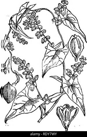 . Illustrations de la flore britannique : une série de gravures sur bois, avec des plantes, des dissections britannique. La botanique, la botanique. 212. Veuillez noter que ces images sont extraites de la page numérisée des images qui peuvent avoir été retouchées numériquement pour plus de lisibilité - coloration et l'aspect de ces illustrations ne peut pas parfaitement ressembler à l'œuvre originale.. Fitch, W. H. (Walter Hood), 1817-1892 ; Smith, George Worthington, 1835-1917 ; Bentham, George, 1800-1884. Manuel de la flore britannique. Londres, L. Reeve &AMP ; Co. Banque D'Images