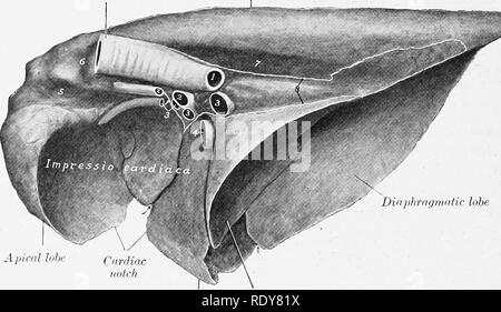 . L'anatomie de l'animaux domestiques . Anatomie vétérinaire. 548 SYSTÈME RESPIKATORY DU CHIEN en avant de la fissure représente les lobes apicaux et cardiaque, qui sont, cependant, l'IDV séparées que l'encoche cardiaque, non pas par une fissure interlobaires, comme il est d'usage dans la trachée frontière dorsale. Lobe lobe intermédiaire cardiaque Fig. 487.-Poumon droit op Pig ; AIedial point de vue. 1, bronche gauche (coupé) ; 2, 2, les artères ; 5, 5, 3, les veines pulmonaires ; 4. veine cave postérieure ; 5, groove à la veine cave inférieure ; 6, groove pour vena azygos ; 7, rainure pour l'aorte ; 8 (placé sur rainure pour l'oesophage), lignes de pleur Banque D'Images