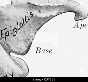 . L'anatomie de l'animaux domestiques . Anatomie vétérinaire. Liileriil ^ la thyroïde. fissures bonier Apex. Membrane crico-thyroïdien proéminence laryngée Fig. 457.- -Les cartilages du larynx et une partie de la trachée de cheval ; Bight. Pour "lire" l'aile de la Thyroïde thyroïde "limbe." pour le muscle crico-thyroïdien. Le bord antérieur du limbe est épais et légèrement concave ; la partie postérieure de la frontière est mince et irrégulier. Le bord antérieur de l'arche est concave ventralement et donne l'attachement à la membrane crico-thyroïdien latéralement ; elle est plus épaisse et donne l'attachement à la crico-arytenoideus la Banque D'Images