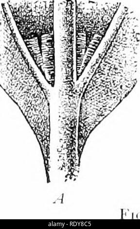 . La vie végétale, considérés comme ayant des références à la forme et la fonction. Physiologie végétale. FiG. 394.. Veuillez noter que ces images sont extraites de la page numérisée des images qui peuvent avoir été retouchées numériquement pour plus de lisibilité - coloration et l'aspect de ces illustrations ne peut pas parfaitement ressembler à l'œuvre originale.. Barnes, Charles Reid, 1858-1910. New York, H. Holt &AMP, le nom de l'entreprise Banque D'Images