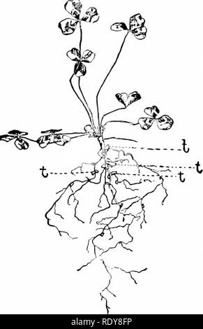 . La vie végétale, considérés comme ayant des références à la forme et la fonction. Physiologie végétale. YMBIOSIS ^. 337 différentes espèces d'jjlants se produit entre les plantes et les animaux s'attachent aux ani- mals par lequel ils sont transportés. L'usine est ainsi aidé à obtenir les matériaux pour l'alimentation, et il n'est pas rare que la plante se cache l'animal d'un autre qui vise comme proies. De cette façon certains crabes sont cachées par algce rattachées. L'un des plus beaux cas de mimétisme protecteur est celui dans lequel un poisson australienne a acquis des excroissances de surface qui imitent presque exactement e Banque D'Images