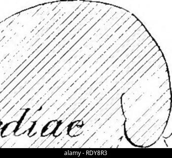 . L'anatomie de l'animaux domestiques . Anatomie vétérinaire. FiG. 421.-éversion de l'estomac de porc, à partir de laquelle la muqueuse a été supprimée. Fig. 420.-La surface de l'estomac de porc, bof.yhich M la couche séreuse a été déplacé. 0, CEsophagus ; D, duodénum ; Di, meckel ; a, a', a", a"', les fibres longitudinales ; 6, fibres circulaires ; f, fibres obliques externes ; r', les fibres obliques internes ; c", boucle cardiaque ; d, les fibres qui relient des branches de boucle cardiaque ; ./', le pli à l'entrée du diverticule ; p,, pj-loric, sphincter pylorique, p' de l'importance. L'ASSURANCE-EMPLOI (Ienberger-Baum, .A.nat. d. Ha Banque D'Images