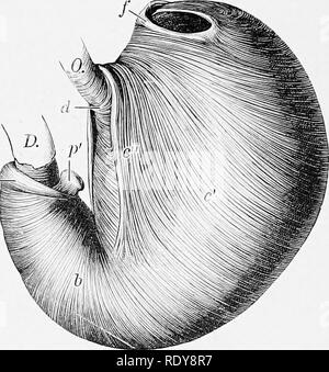 . L'anatomie de l'animaux domestiques . Anatomie vétérinaire. FiG. 421.-éversion de l'estomac de porc, à partir de laquelle la muqueuse a été supprimée. Fig. 420.-La surface de l'estomac de porc, bof.yhich M la couche séreuse a été déplacé. 0, CEsophagus ; D, duodénum ; Di, meckel ; a, a', a", a"', les fibres longitudinales ; 6, fibres circulaires ; f, fibres obliques externes ; r', les fibres obliques internes ; c", boucle cardiaque ; d, les fibres qui relient des branches de boucle cardiaque ; ./', le pli à l'entrée du diverticule ; p,, pj-loric, sphincter pylorique, p' de l'importance. L'ASSURANCE-EMPLOI (Ienberger-Baum, .A.nat. d. Ha Banque D'Images