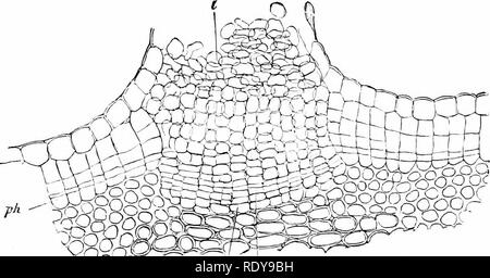 . Botanique de la plante vivante. La botanique. Les TISSUS DE LA TIGE 55 et diviser, agissant comme un cambium-cellule. Les cellules éjectés de celui-ci sur le côté intérieur prendre les caractères de cortex supplémentaires ; ceux sur le côté extérieur agrandir, leur contenu est absorbée, et leur fig. 40. Diagrammes illustrant les étapes successives de la formation du liège dans les cellules (2) directement en dessous de l'épiderme (1). Une montre la première division. B montre le résultat de divisions répétées, résultant en une rangée radiale de cellules. Ces de l'extérieur (a) sont le plus à Liège ; (c) sont phelloderm wlrich, ajoute à l'corte-K. (B) Banque D'Images