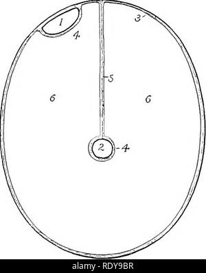 . L'anatomie de l'animaux domestiques . Anatomie vétérinaire. 412 SYSTÈME DIGESTIF DU CHEVAL othelial, cellules et est humidifiées par le liquide péritonéal. Le frottement est ainsi réduite à un minimum pendant les mouvements des viscères. La surface extérieure de la zone péri- toneum est liée à l'subserous tissus, qui l'attache à la paroi abdominale ou les viscères. Afin de comprendre la disposition générale du péritoine, nous pouvons imaginer que la cavité abdominale pour être vide et bordée par une simple couche de perito- neum, appelée la couche pariétale (Lamina parietalis). Nous pouvons imaginer d'autres organes comme le Banque D'Images