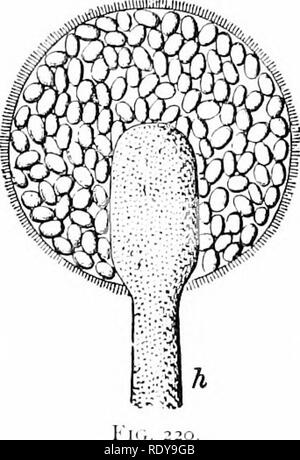 . La vie végétale, considérés comme ayant des références à la forme et la fonction. Physiologie végétale. 22 : LA VIE DES PLANTES. 316. Les sporanges simple.-le sporange simple peut être comme l'Ijody-cellules, ou il peut être spécialisé dans. Veuillez noter que ces images sont extraites de la page numérisée des images qui peuvent avoir été retouchées numériquement pour plus de lisibilité - coloration et l'aspect de ces illustrations ne peut pas parfaitement ressembler à l'œuvre originale.. Barnes, Charles Reid, 1858-1910. New York, H. Holt &AMP, le nom de l'entreprise Banque D'Images