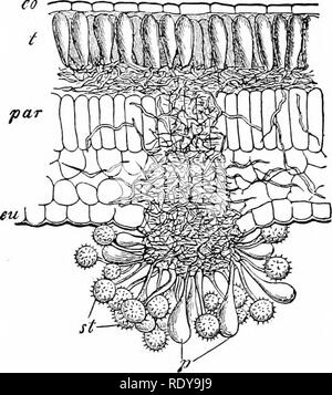 . La vie végétale, considérés comme ayant des références à la forme et la fonction. Physiologie végétale. La reproduction végétative. 215 309. La nourriture.âIn presque tous les cas, il y a un supplement)- de la nourriture de réserve au sein de la spore. Cette réserve de la nourriture varie en quantité avec les conditions dans lesquelles les spores se forment. Il est habituellement plus élevé dans les spores de repos que dans ceux destinés à la croissance immédiate. Les spores peuvent contenir de la chlorophylle, mais en général n'ont pas ; même les spores de plantes vertes sont pour la plupart sans elle. Sa présence semble indiquer un état du protoplasme, et la vitalité de ces spores est d'habitude Banque D'Images