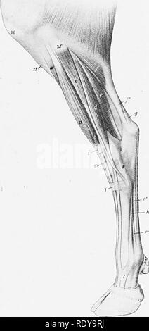 . L'anatomie de l'animaux domestiques . Anatomie vétérinaire. MUSCLES DE LA JAMBE ET PIED 357 ^ le jambier antérieur est plus petit, et se pose par deux chefs. La tête plus grosse jaillit de la surface latérale de la grosse tubérosité et crête du tibia, le latéral, plus petit (M. extensor hallucis longus), découle de la partie supérieure de l'^ V. latérale. Fig. 310.-muscles de jambe gauche et pied de boeuf ; Anterior "iew. Un péroniers, tertius ; a', b ; iinterior tibialis, long extenseur numérique ; b', l'extenseur digiti tertii ; c, longus péroniers ;- d, l'extenseur digiti qudrti» ; i, j, annulaires liga- ments ; k, latéral Banque D'Images