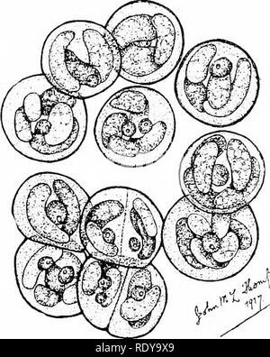 . Botanique de la plante vivante. La botanique. Botanique de la plante vivante. Très amplifié, la poudre est vu à se composent de cellules sphériques unique, ou des groupes de cellules (Fig. l). Chacune de ces cellules est une plante individuelle, et il multiphes par division. Les résultats de telles divisions répétées peuvent rester pendant un certain temps, cohérente, formant ainsi des groupes de nombre variable. Mais enfin ils se séparent, et chaque cellule peut poursuivre sa vie comme un organisme unicellulaire. Il s'appelle Protococcus, un nom qui souligne sa nature primitive simple. Il serait tenu de prendre une place dans l'échelle des vege Banque D'Images