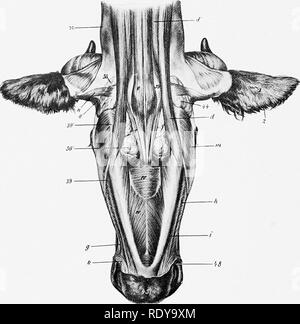 . L'anatomie de l'animaux domestiques . Anatomie vétérinaire. 346 LES MUSCLES DE L'OX MANDIBIILAR Les muscles masséters n'est pas si grand que dans le cheval ; une grande partie de elle se pose sur la tubérosité du visage et est dirigé obliquement vers l'arrière et vers le bas, de sorte qu'il attire l'avant de la mâchoire inférieure ainsi que vers le haut. La temporalis est conforme à la fosse temporale, et est donc plus longtemps et tout à fait en position latérale. L'pterygoideus medialis découle de la surface latérale de la perpendiculaire de l'os palatin et du processus ptérygoïde. Depuis l'origine est plus proche. Fig. 302 Banque D'Images