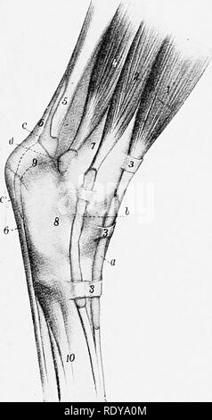 . L'anatomie de l'animaux domestiques . Anatomie vétérinaire. La FiQ. 294.-injecté et gaines Synovial Mjrb^ du cheval de la région du tarse ; AIedial Vue. a. Gaine synoviale de tertius péroniers jambier antérieur ; et h, bursa dans cunean (médial) tendon du muscle tibial antérieur ; c, gaine synoviale du fléchisseur de l'orteil ; d, tar.sal gaine du fléchisseur profond ; e, e', bursa dans superficfal tendon fléchisseur ; /, /', l'angle tibio-tarsien capsule articulaire ; 1, extenseur commun ; £, tibialis antérieur ; £', médiale (cun- ean) tendon de £ ; 3, flexor longus ; 4j des fléchisseurs numériques ; 5, tendon fléchisseur superficiel ; G, gaatrocnemius ; 7 tendon, tibi Banque D'Images