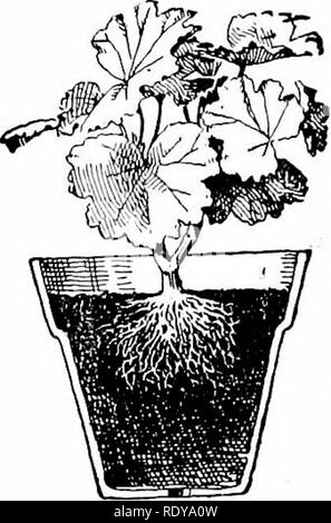 . Le jardin du débutant livre ; un manuel pour la partie supérieure de la grammaire. Le jardinage. Fig. 24.. Fig. 25. Un terreau géranium. Fig. 22 est trop élevé, fig. 23 trop profonde : Fig. 24 a trop de terre, fig. 25 Il est juste.. Veuillez noter que ces images sont extraites de la page numérisée des images qui peuvent avoir été retouchées numériquement pour plus de lisibilité - coloration et l'aspect de ces illustrations ne peut pas parfaitement ressembler à l'œuvre originale.. Français, Allen, 1870-1946. New York, The Macmillan Co. Banque D'Images