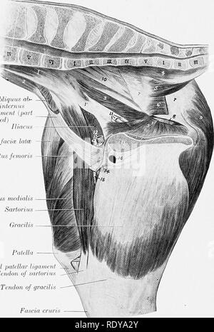 . L'anatomie de l'animaux domestiques . Anatomie vétérinaire. FASCIA 324 ET LES MUSCLES DU CHEVAL Relations extérieures-latéralement, la peau et le fascia, le biceps, et la tête du gastrocnemius ; la ligne médiane, le fascia coccygien, le ligament sacro-sciatique, le le semimembranosus ; antérieurement, le biceps femoris, branches de l'artère fémorale, et le grand nerf sciatique. L'approvisionnement en sang.-FosterioT, fessiers, de l'obturateur et postérieur les artères fémorales. Nerf-alimentation.-postérieur et grand fessier de nerfs sciatiques. Origine des ohliquus ab- dominis nous stagiaire du ligament inguinal {pièce retirée) tenseur Iliacus laïque facia Banque D'Images