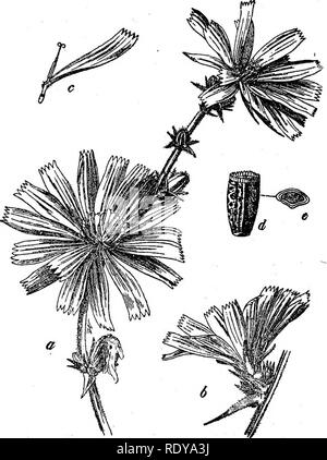 . Un manuel de plantes toxiques, principalement de l'Est de l'Amérique du Nord, avec de brèves notes sur le développement économique et les plantes médicinales, et de nombreuses illustrations. Plantes toxiques. .760 DE MANUEL plantes toxiques. Fig. 439c. Chicorée (Chicorium intybus). Une partie de la plante, avec plusieurs chefs ; b, tête simple vue de côté ; c, fleurs simples en forme de tresse avec corolle ; d, achenium chaffy avec de petites écailles. (U. S. Dept. Agrl.) La Distribution. En commun, les Etats de l'Est du Canada (Manitoba) et occasion- •allié dans le Wisconsin, l'Illinois, l'Iowa et de l'Utah. Les propriétés toxiques. Les plantes sont plus ou moins amer et pas aimé par •les bovins. Banque D'Images