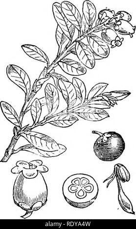 . Illustrations de la flore britannique : une série de gravures sur bois, avec des plantes, des dissections britannique. La botanique, la botanique. 153. Veuillez noter que ces images sont extraites de la page numérisée des images qui peuvent avoir été retouchées numériquement pour plus de lisibilité - coloration et l'aspect de ces illustrations ne peut pas parfaitement ressembler à l'œuvre originale.. Fitch, W. H. (Walter Hood), 1817-1892 ; Smith, George Worthington, 1835-1917 ; Bentham, George, 1800-1884. Manuel de la flore britannique. Londres, L. Reeve &AMP ; Co. Banque D'Images