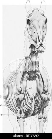 . L'anatomie de l'animaux domestiques . Anatomie vétérinaire. Fig. 266.âAnteho-Vue latérale des muscles et squelette de cheval. Un, trapèze ; c, bracbiocephaUcus ; d, sterno-cephalicus ; /, longue tête, des triceps ; /', tête latérale de triceps ; â ( ?, la face antérieure du muscle pectoral superficiel ; ff', postérieur pectoraux superficielle ; 7i.', la face antérieure des nageoires pectorales ; v, cutaneus colli ; 2, sus-épineux ; 2,9,-hyoideus omo ; 30, sterno-thyro-hyoideus ; 31, 32 ; la veine jugulaire, veine céphalique ; 1, de l'omoplate ; i', le cartilage de l'omoplate ; ,S, de la colonne vertébrale de l'omoplate ; * l'arbre, de l'humérus épicondyle latéral ; 4' ; 5 tubérosité latérale, de Hume Banque D'Images