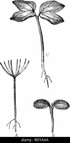 . La vie végétale, considérés comme ayant des références à la forme et la fonction. Physiologie végétale. ii8 LA VIE DES PLANTES. qui ne sont pas d'abord distinguer d'eux, sauf en position (fig. 96). Ceux-ci deviennent les branches. Les deux feuilles et de direction ont leur origine en général dans les couches externes de la tige, et ne peuvent être distingués par le cours ultérieur du développement. Le growtli de la direction générale est souvent illimitée, tandis que celle de la feuille est generalh' limités ; l. Fri,- J34. Mettre en place,. 135. Fi(i 134.-d'un semis de blé, céréales avec tltroiigh encore attaché couper longitudinalement, montrant l'unique feuille primaire avec Banque D'Images