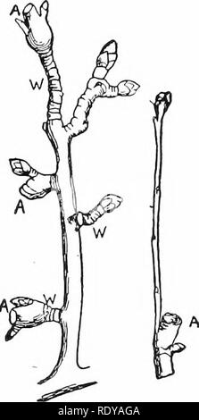 . La vie végétale, considérés comme ayant des références à la forme et la fonction. Physiologie végétale. 92 la vie végétale. d'être reconnu parmi les nombreux arbres dccidnons, et Apple, le soi-disant fruit spurs ne diffère pas de l'arc (fig. 103J. 111. (/') Fleurs. - La plus commune des directions spécialisées parmi les plantes à graines sont ceux qui constituent la fleur. Dans ces l'axe reste généralement courte, les feuilles sont bondés, et olten , dans le. Je vais., loj. Fi . 103. Fig. 102.-La base des feuilles et de la direction générale des nains Pin Silvestre couper à travers le centre de la longueur. Outre les deux feuilles de l'aiguille le nain la succursale exerce Banque D'Images