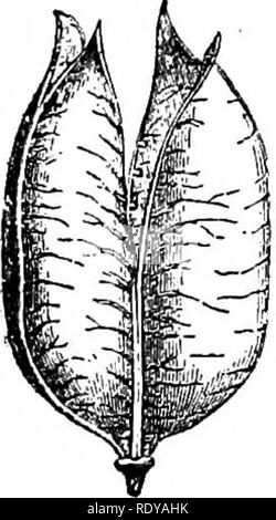 . Un manuel de plantes toxiques, principalement de l'Est de l'Amérique du Nord, avec de brèves notes sur le développement économique et les plantes médicinales, et de nombreuses illustrations. Plantes toxiques. . Veuillez noter que ces images sont extraites de la page numérisée des images qui peuvent avoir été retouchées numériquement pour plus de lisibilité - coloration et l'aspect de ces illustrations ne peut pas parfaitement ressembler à l'œuvre originale.. Pammel L., H. (Louis Hermann), 1862-1931. Cedar Rapids, IA , appuyez sur le flambeau Banque D'Images