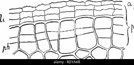 . La vie végétale, considérés comme ayant des références à la forme et la fonction. Physiologie végétale. 74 FLAA'T LA VIE. la perte de la couche externe de cellules, d'où la racine des poils se leva.- L'emportés de cette couche de cellules porte avec elle les poils eux-mêmes et expose la prochaine couche interne de cellules, qui avait avant devenir légèrement modifié de façon à être plutôt imperméable à l'eau. Au moment de leur exposition, ce produit altera- tion fin-ther, afin qu'ils deviennent presque ou ()uite incapable d'être pénétré par le sol-eau à laquelle ils peuvent être exposés. Il résulte de ce qu'il n'est que le jeune Banque D'Images