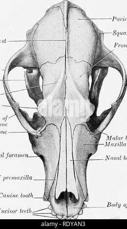 . L'anatomie de l'animaux domestiques . Anatomie vétérinaire. 190 SQUELETTE DU CHIEN beaucoup avec le processus correspondant de l'os malaire. La surface articulaire du condyle pour de la mandibule est constitué d'une rainure transversale qui est poursuivi sur l'avant du grand processus d'postglenoid. Derrière cette dernière est l'ouverture inférieure du canal. Il n'y a pas de condyles. La partie de la mastoïde est petit, mais porte un processus mastoïde distincts. Le méat acoustique externe est large et très court, de sorte qu'on peut voir dans le tympan dans le crâne sec. La bulla ossea est très grand et est arrondie et Banque D'Images