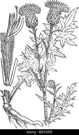 . Illustrations de la flore britannique : une série de gravures sur bois, avec des plantes, des dissections britannique. La botanique, la botanique. 137. Veuillez noter que ces images sont extraites de la page numérisée des images qui peuvent avoir été retouchées numériquement pour plus de lisibilité - coloration et l'aspect de ces illustrations ne peut pas parfaitement ressembler à l'œuvre originale.. Fitch, W. H. (Walter Hood), 1817-1892 ; Smith, George Worthington, 1835-1917 ; Bentham, George, 1800-1884. Manuel de la flore britannique. Londres, L. Reeve &AMP ; Co. Banque D'Images