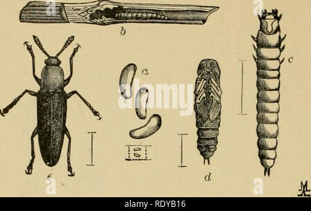 . Entomologie économique pour l'agriculteur et le producteur de fruits, et pour l'utiliser comme un texte-livre dans les écoles et les collèges agricoles ;. L'entomologie, les ravageurs. 176 Une entomologie économique. noir, tandis que le thorax est généralement plus ou moins rouge ou jaune. Notre commune est l'espèce d'alimentation de trèfle. mozardi L. Il est rare qu'une espèce devient assez abondantes pour faire sensible en- FiG. 151.. Languria mozardi.-n, l'oeuf ; b, larve dans le trèfle ; souches c, larve, pupe ; d ; e, adulte. jury ; mais dans le trèfle, si une zone infestée se produit, coupe étroite invite ou tournant sous le gazon sera la plus efficace pour checki Banque D'Images