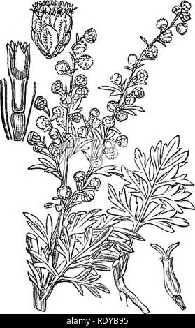 . Illustrations de la flore britannique : une série de gravures sur bois, avec des plantes, des dissections britannique. La botanique, la botanique. 130. Veuillez noter que ces images sont extraites de la page numérisée des images qui peuvent avoir été retouchées numériquement pour plus de lisibilité - coloration et l'aspect de ces illustrations ne peut pas parfaitement ressembler à l'œuvre originale.. Fitch, W. H. (Walter Hood), 1817-1892 ; Smith, George Worthington, 1835-1917 ; Bentham, George, 1800-1884. Manuel de la flore britannique. Londres, L. Reeve &AMP ; Co. Banque D'Images