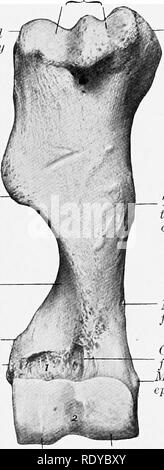 . L'anatomie de l'animaux domestiques . Anatomie vétérinaire. Épicondyle latéral epicondyle médial non- Olecra fossa Fig. 63. Humbrus -gauche decheval ; vue latérale. 1, zone rugueuse à laquelle tendon du sous-épineux est joint ; 2, 3 ; crête, la dépression pour raccordement de hgament latéral. Tubérosité latérale tubérosité deltoïde latéral musculo- rainure en spirale condyloid epicondyle latéral (Intertuberal crest ou bicipital) gorge. Tubercule médial- osity Teres tuber- osity foramen nutritif epicondyle médial fossa Coronoid condyle latéral condyle médial Fig. 64. Droit de l'humérus de cheval ; Vue de face. 1, section f Banque D'Images