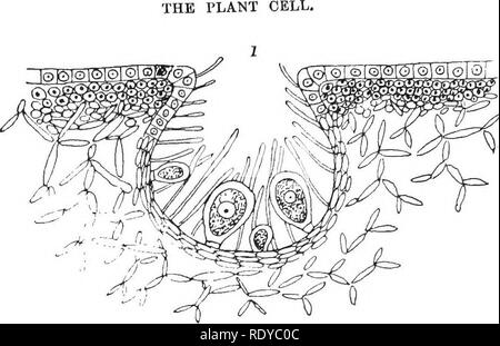 . La cellule végétale, ses modifications et les processus vitaux ; un manuel pour les étudiants. Physiologie végétale ; anatomie végétale ; les cellules végétales et les tissus. 150. Veuillez noter que ces images sont extraites de la page numérisée des images qui peuvent avoir été retouchées numériquement pour plus de lisibilité - coloration et l'aspect de ces illustrations ne peut pas parfaitement ressembler à l'œuvre originale.. Haig, Harold Axel. Londres, C. Griffin et Company, Ltd. Banque D'Images