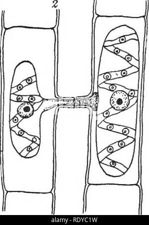 . La cellule végétale, ses modifications et les processus vitaux ; un manuel pour les étudiants. Physiologie végétale ; anatomie végétale ; les cellules végétales et les tissus.  =^. Veuillez noter que ces images sont extraites de la page numérisée des images qui peuvent avoir été retouchées numériquement pour plus de lisibilité - coloration et l'aspect de ces illustrations ne peut pas parfaitement ressembler à l'œuvre originale.. Haig, Harold Axel. Londres, C. Griffin et Company, Ltd. Banque D'Images