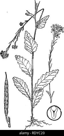 . Un manuel de plantes toxiques, principalement de l'Est de l'Amérique du Nord, avec de brèves notes sur le développement économique et les plantes médicinales, et de nombreuses illustrations. Plantes toxiques. Crucifères BRASSICA-489. Veuillez noter que ces images sont extraites de la page numérisée des images qui peuvent avoir été retouchées numériquement pour plus de lisibilité - coloration et l'aspect de ces illustrations ne peut pas parfaitement ressembler à l'œuvre originale.. Pammel L., H. (Louis Hermann), 1862-1931. Cedar Rapids, IA , appuyez sur le flambeau Banque D'Images