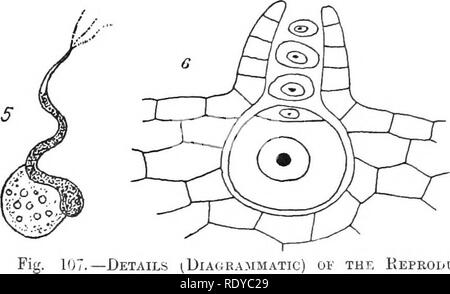. La cellule végétale, ses modifications et les processus vitaux ; un manuel pour les étudiants. Physiologie végétale ; anatomie végétale ; les cellules végétales et les tissus. . 107 Détails ^DIAGB-..MMATIc Eeproductive) ov le Cycle en Aspidium (Fekxs Homosporées).-1. Un sporange mature, montrant la spore-chambre avec des spores à l'intérieur, la manette, et l'annulus. 2. Une seule spore. 3. La germination de la spore par la division de l'épais mur externe et le dépassement du cytoplasme contenues dans la mince paroi interne. 4. L'anthéridie à partir de la surface inférieure d'une maturité, prothallus ; quelques cellules de la mère-anthero- zooïdes sont s Banque D'Images