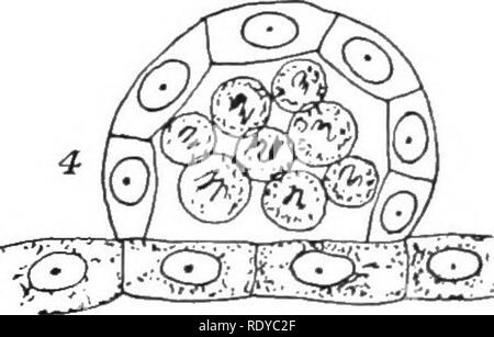 . La cellule végétale, ses modifications et les processus vitaux ; un manuel pour les étudiants. Physiologie végétale ; anatomie végétale ; les cellules végétales et les tissus. . Veuillez noter que ces images sont extraites de la page numérisée des images qui peuvent avoir été retouchées numériquement pour plus de lisibilité - coloration et l'aspect de ces illustrations ne peut pas parfaitement ressembler à l'œuvre originale.. Haig, Harold Axel. Londres, C. Griffin et Company, Ltd. Banque D'Images