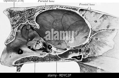 . L'anatomie de l'animaux domestiques . Anatomie vétérinaire. La cavité crânienne 81 Le sommet du crâne est formé par les organes de l'premaxilte carrymg mandibule et les incisives. ' La cavité crânienne   Cette cavité (Cavum) cranii incloses le cerveau, avec ses membranes et les navires il est relativement petite et est ovoïde,.   Â la paroi dorsale ou du toit (Calvaria) (Fig. 52) est formée par le supraoccipital, interparietal, pariétal et l'os frontaux. Dans la ligne du milieu est la crête pariétale interne, qui rejoint la crista galli en face, et rencontrer d'attachement à l'hypertension faux. Poster Banque D'Images