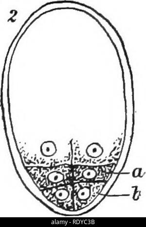 . La cellule végétale, ses modifications et les processus vitaux ; un manuel pour les étudiants. Physiologie végétale ; anatomie végétale ; les cellules végétales et les tissus. . Veuillez noter que ces images sont extraites de la page numérisée des images qui peuvent avoir été retouchées numériquement pour plus de lisibilité - coloration et l'aspect de ces illustrations ne peut pas parfaitement ressembler à l'œuvre originale.. Haig, Harold Axel. Londres, C. Griffin et Company, Ltd. Banque D'Images