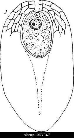. La cellule végétale, ses modifications et les processus vitaux ; un manuel pour les étudiants. Physiologie végétale ; anatomie végétale ; les cellules végétales et les tissus. 136 LA CELLULE VÉGÉTALE.. Veuillez noter que ces images sont extraites de la page numérisée des images qui peuvent avoir été retouchées numériquement pour plus de lisibilité - coloration et l'aspect de ces illustrations ne peut pas parfaitement ressembler à l'œuvre originale.. Haig, Harold Axel. Londres, C. Griffin et Company, Ltd. Banque D'Images