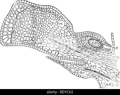 . La cellule végétale, ses modifications et les processus vitaux ; un manuel pour les étudiants. Physiologie végétale ; anatomie végétale ; les cellules végétales et les tissus. Les cellules reproductrices. 133 plusieurs structures en forme de fiole particulière, l'archégone,* et la formation rapide d'un archégone (voir Fig. 102) est la suivante :- l'une des cellules apicales du prothalle se divise en deux, et la plus faible de ces divise à nouveau. La plus faible ou plus grande cellule est l'archégone proprement dit, et contient une oosphere com- posées de cytoplasme et gros noyau. Les cellules, par d'autres divisions à angle droit par rapport à l'ancien gi,^-e lieu t Banque D'Images