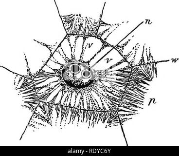 . La cellule végétale, ses modifications et les processus vitaux ; un manuel pour les étudiants. Physiologie végétale ; anatomie végétale ; les cellules végétales et les tissus. 128 La cellule végétale.. Ainsi, à partir de la cellule epibasal sont ensuite a produit la jeune tige, première feuille, et les cotylédons (ou cotylédon, dans le cas de monocotylédones) ; alors que de la cellule hypobasal, la racine, et, dans certains cas, le pied (un organe), et le soi-disant hypocotyledonary partie de la tige se présentent. La manière dont ces tissus se poser est, brièvement, par la formation d'octants de cellules, d'où, par d'autres et un synclinal Banque D'Images