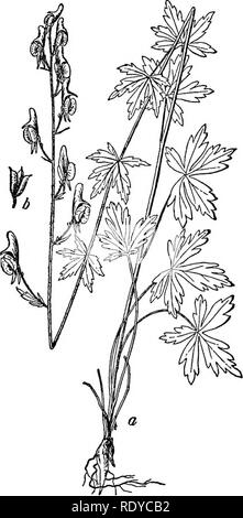 . Un manuel de plantes toxiques, principalement de l'Est de l'Amérique du Nord, avec de brèves notes sur le développement économique et les plantes médicinales, et de nombreuses illustrations. Plantes toxiques. 452 Manuel de plantes toxiques. Veuillez noter que ces images sont extraites de la page numérisée des images qui peuvent avoir été retouchées numériquement pour plus de lisibilité - coloration et l'aspect de ces illustrations ne peut pas parfaitement ressembler à l'œuvre originale.. Pammel L., H. (Louis Hermann), 1862-1931. Cedar Rapids, IA , appuyez sur le flambeau Banque D'Images