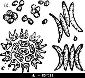 . L'essentiel de la botanique. La botanique. PHYCOPHYTA. L'ordre 135 3. FSOTOCOCCOIDE^. Les schlamms vert. 236. Slime vert commun peut être considéré comme le représentant de l'ordre---ce. Il se compose de minute, globulaire, les cellules vertes, et se retrouve comme une fine couche verte sur les murs humides et les roches et les côtés de pots de fleurs dans des serres et des vérandas, et par temps de pluie sur les toits et des promenades en bois et d'autre de maisons. Vert. Schlamms fins sont com- monly connu sous le nom de Protococcus, bien que les espèces d'autres genres sont plus courants. 237. Ils se reproduisent de façon asexuée par fission, chaque cellule divid- ment en Banque D'Images