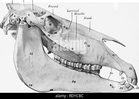 . L'anatomie de l'animaux domestiques . Anatomie vétérinaire. 50 LE SQUELETTE DU CHEVAL sa partie inférieure est perforé de façon centralisée par un grand, presque ouverture circulaire, le trou occipital (Foramen magnum occipitale), à laquelle la cavité crânienne et le canal vertébral inscrivez-vous. Le foramen est limitée latéralement et dorsalement par les parties de l'os, et ventralement par la partie basilaire. Au-dessus de l'partsââ latérale mais n'entrent pas dans la formation du foramen magnumâis l'article. Les parties latérales (Partes laterales)je porte le Condyle occipital (Condyli oc- cipitales), qui définissent avec Banque D'Images