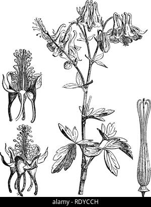 . Un manuel de plantes toxiques, principalement de l'Est de l'Amérique du Nord, avec de brèves notes sur le développement économique et les plantes médicinales, et de nombreuses illustrations. Plantes toxiques. Qat-RANUNCULACEAE 447. Fig. 222. Columbine européen (.Aguilegia vulgaris'). Rameau en fleurs ; fleur ; fleur ; section longitudinale du pistil et étamines, (après Faguet) Selon Greshoff Clematis Fremonti iniegrifolia ; C. ; C. lanuginosa ; C. orientalis ; C. pseudo-flammula contenir HCN. Il affirme également que c'est la saponine de la présence répandue dans ce genre et qu'il trouvait dans les feuilles de C Pitcheri, et C. recta et je Banque D'Images