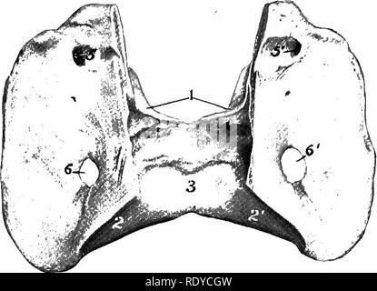 . L'anatomie de l'animaux domestiques . Anatomie vétérinaire. L'ATLAS 35 le processus articulaire du même côté sur les quatrième et cinquième ; sur la troisième il n'atteint pas le processus antérieur. 4. L'apophyse transverse sont grandes et la plaque-comme. Chacun se présente par deux racines, l'un de l'arc et l'autre de l'organisme ; entre ces est le foramen transversariiim, par lequel les navires vertébrale et un nerf. L'aggre- porte de ces foramina constitue le canalis transversarius. Le processus se divise latéralement dans les branches antérieures et postérieures, qui sont épaissies et agitée pour à musculaire Banque D'Images
