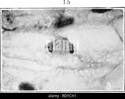 . La cellule végétale, ses modifications et les processus vitaux ; un manuel pour les étudiants. Physiologie végétale ; anatomie végétale ; les cellules végétales et les tissus. . Veuillez noter que ces images sont extraites de la page numérisée des images qui peuvent avoir été retouchées numériquement pour plus de lisibilité - coloration et l'aspect de ces illustrations ne peut pas parfaitement ressembler à l'œuvre originale.. Haig, Harold Axel. Londres, C. Griffin et Company, Ltd. Banque D'Images