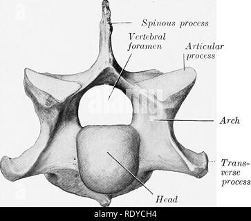 . L'anatomie de l'animaux domestiques . Anatomie vétérinaire. Foramen de transférer des fichiers musicaux- sarium trans- verset tête processus Fig. 9. Ceevical Vehtebra-sixième de cheval ; vue antérieure. Les VERTEBRS : les vertèbres cervicales (vertèbres cervicales) sont au nombre de sept. La première et la deuxième vertèbre cervicale sont fortement modifiés en conformité avec les fonctions spéciales de soutien et de mouvements de la tête. Les sixième et septième présente des caractères spéciaux, mais n'est pas très différent des type. À l'exception de la première, elles sont une masse quadrangulaire,- ive, et plus longtemps que le ver- tebrae d'autres regi Banque D'Images